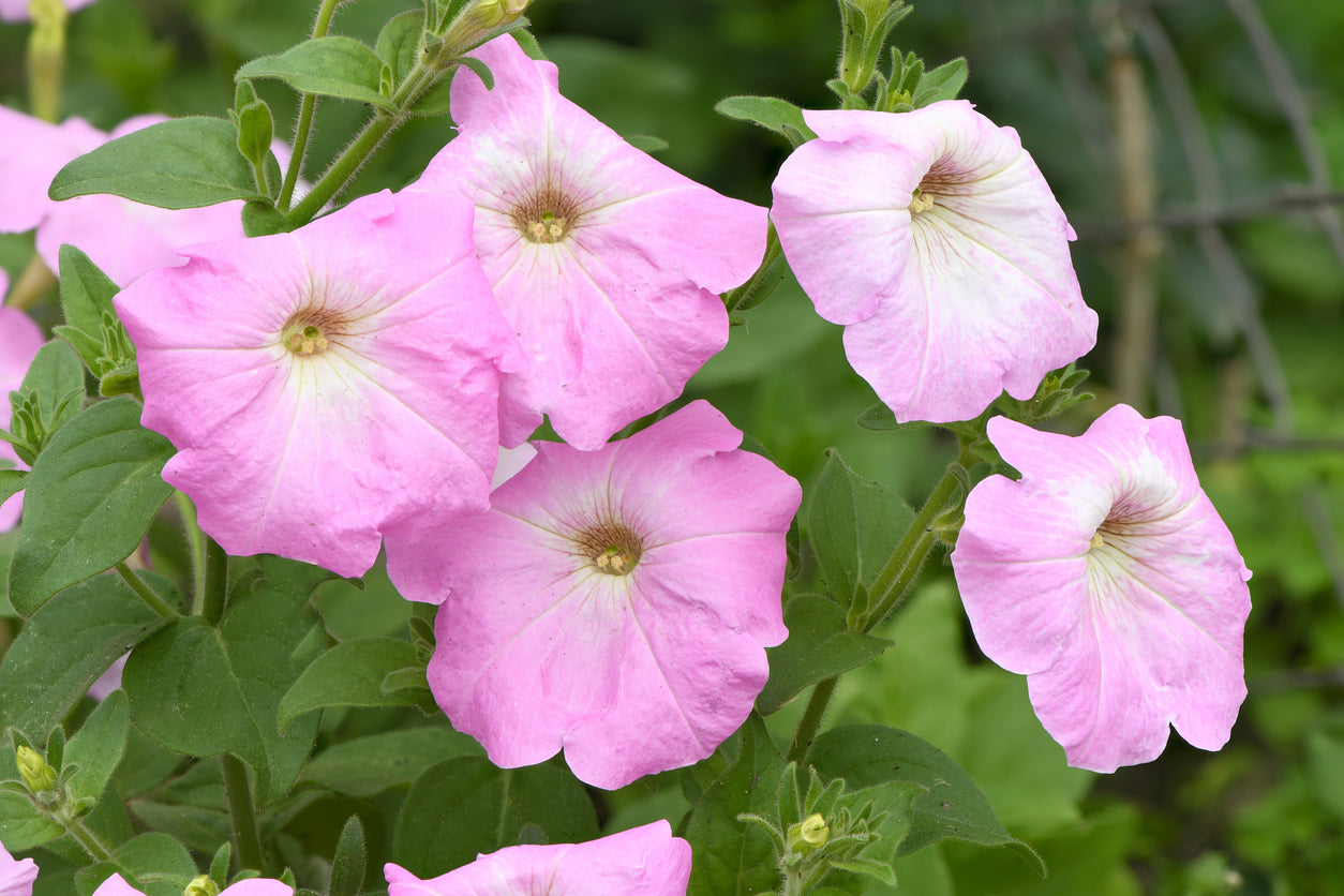 Petunia Easy Wave® 'Pink Pearl' - 3.25" Pot