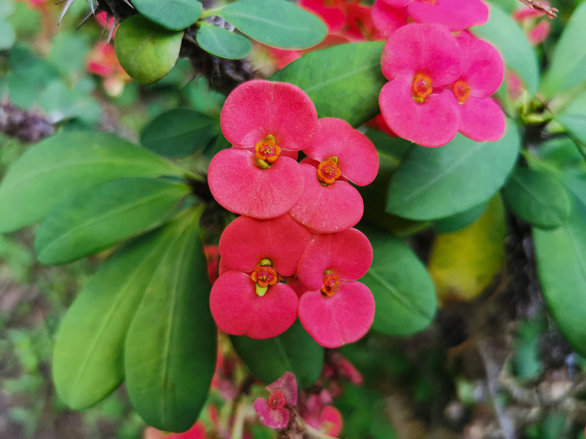 Century ' Crown of Thorns - 5.5" Pot, SPRING PREORDER