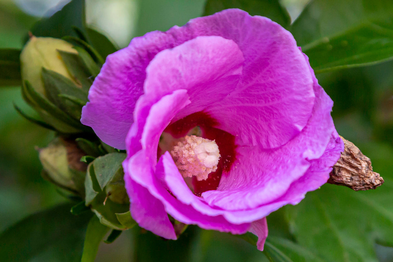 Hibiscus Rose of Sharon Raspberry Smoothie Shrub - 2G Pot