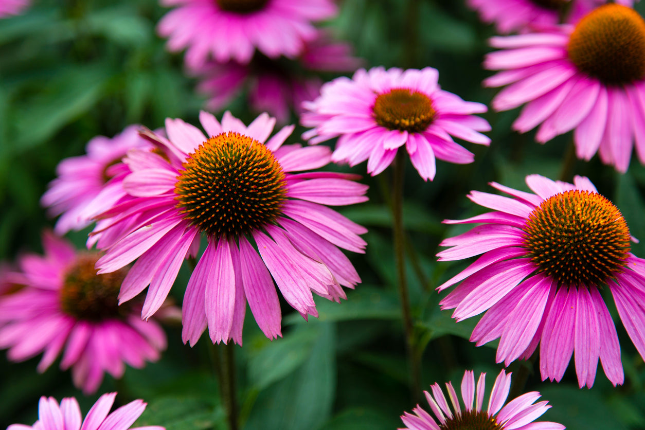 Echinacea Purple Coneflower - 3.25" Pot, SPRING PREORDER