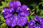 Petunia 'Starry Skies' Violet Sky - 4" Pot, SPRING PREORDER