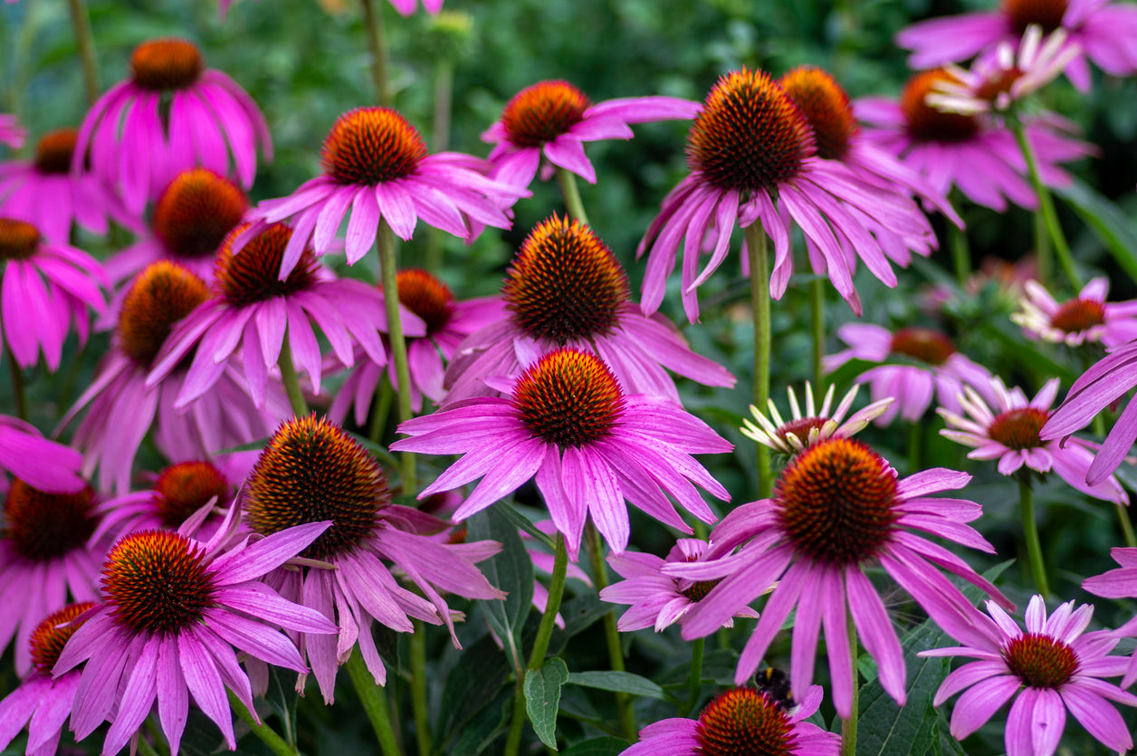 Echinacea Purple Coneflower - 3.25" Pot, SPRING PREORDER