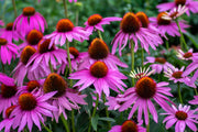 Echinacea Purple Coneflower - 3.25" Pot, SPRING PREORDER