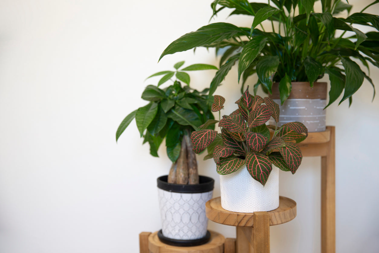 ship indoor plants Deluxe Houseplant Club