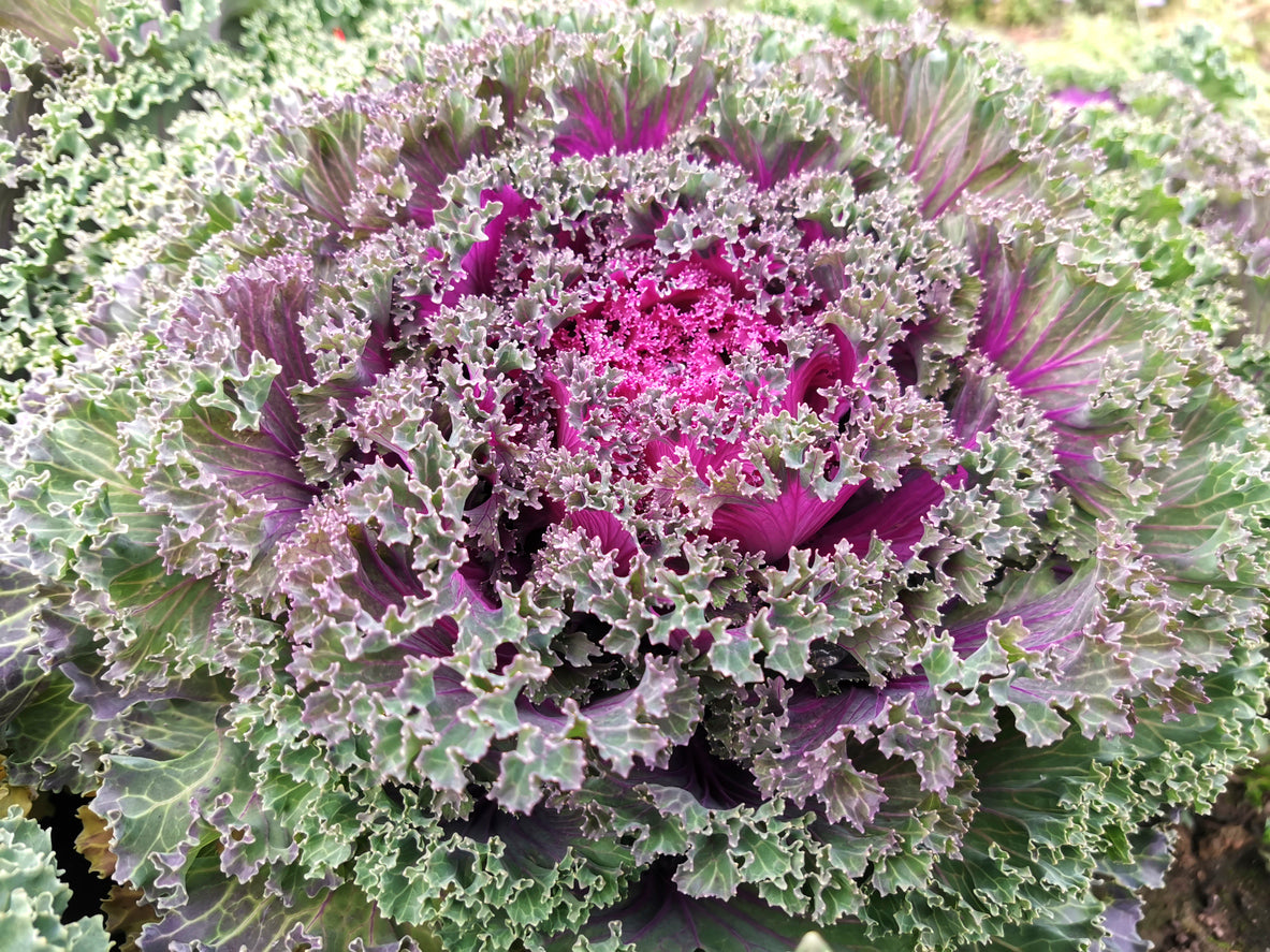 Nagoya Rose Ornamental Kale – 4" Pot