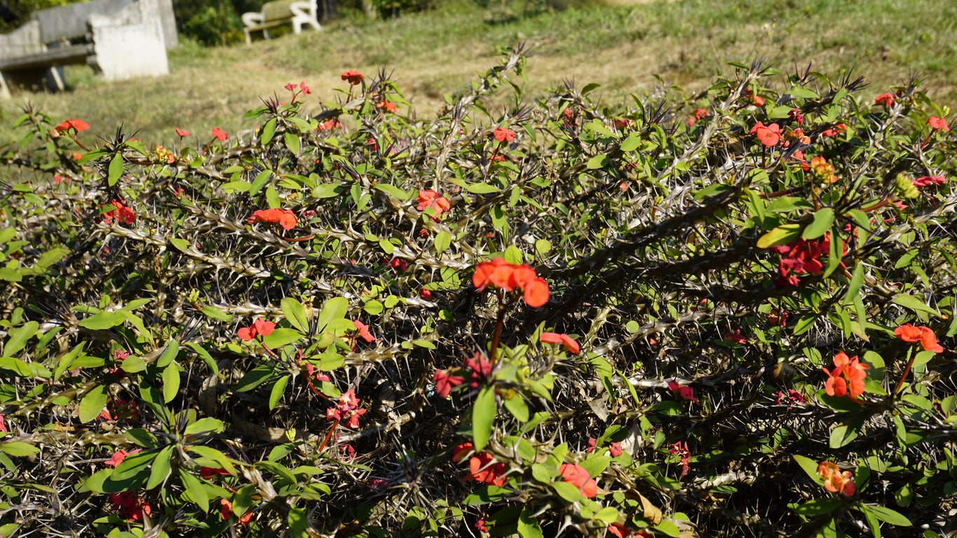 Red Sun' Crown of Thorns - 5.5" Pot, SPRING PREORDER