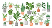 Houseplant Club, 6 MONTHS PREPAY / Save 10%: Delivered Monthly, FREE SHIPPING!