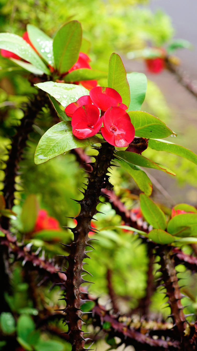 Red Sun' Crown of Thorns - 5.5" Pot, SPRING PREORDER