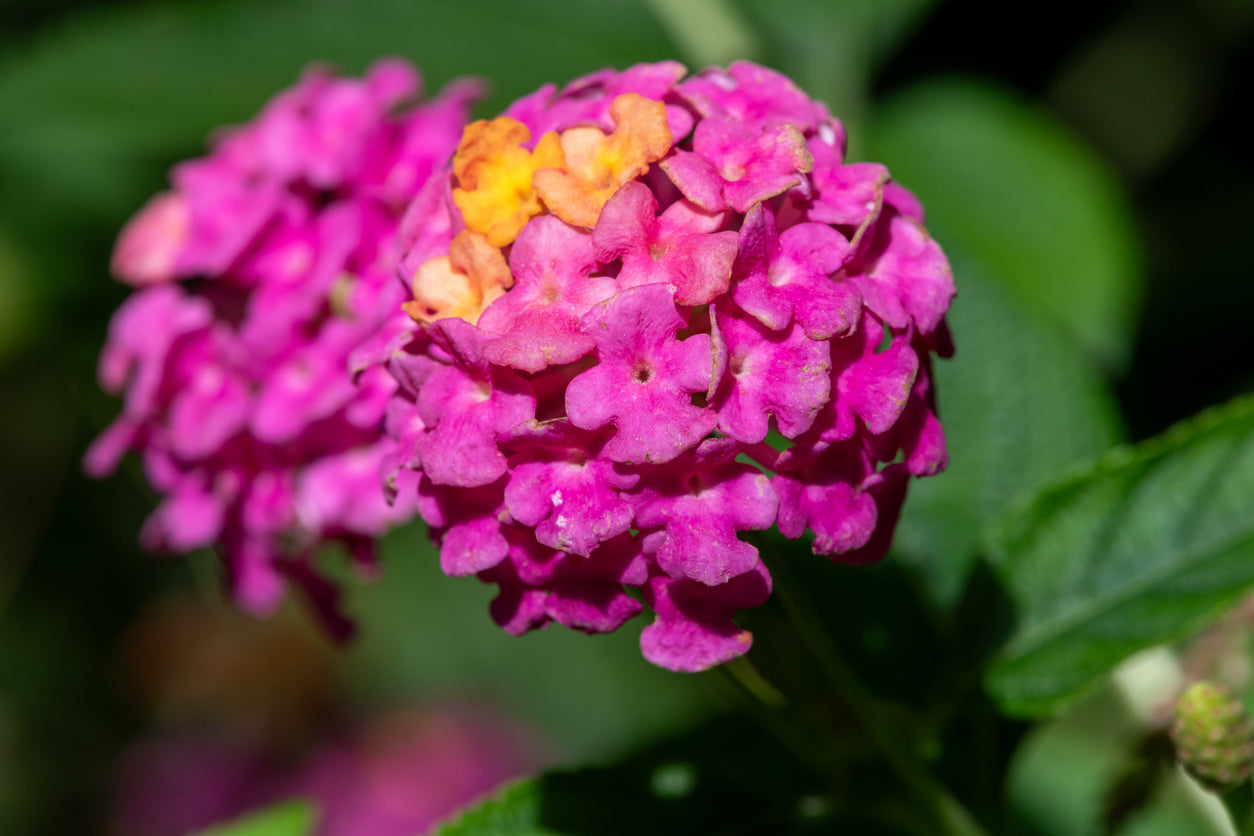 Lantana Rose Improved -4" Pot, SPRING PREORDER