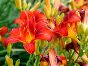 4 Piece Hemerocallis Autumn Red Daylily - Bare Root (PICK UP ONLY)