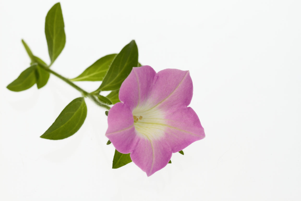 Petunia Easy Wave® 'Pink Pearl' - 3.25" Pot