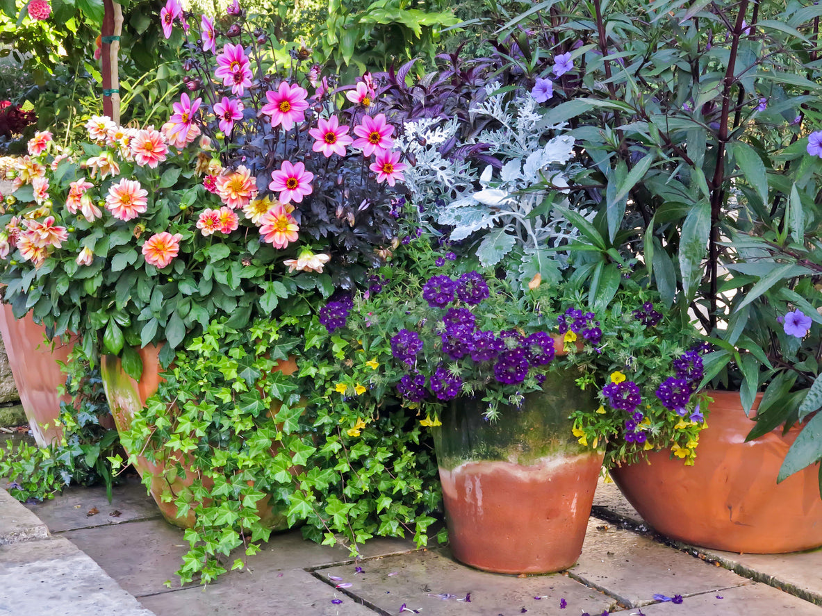 potted outdoor plants delivered Patio Plant Club