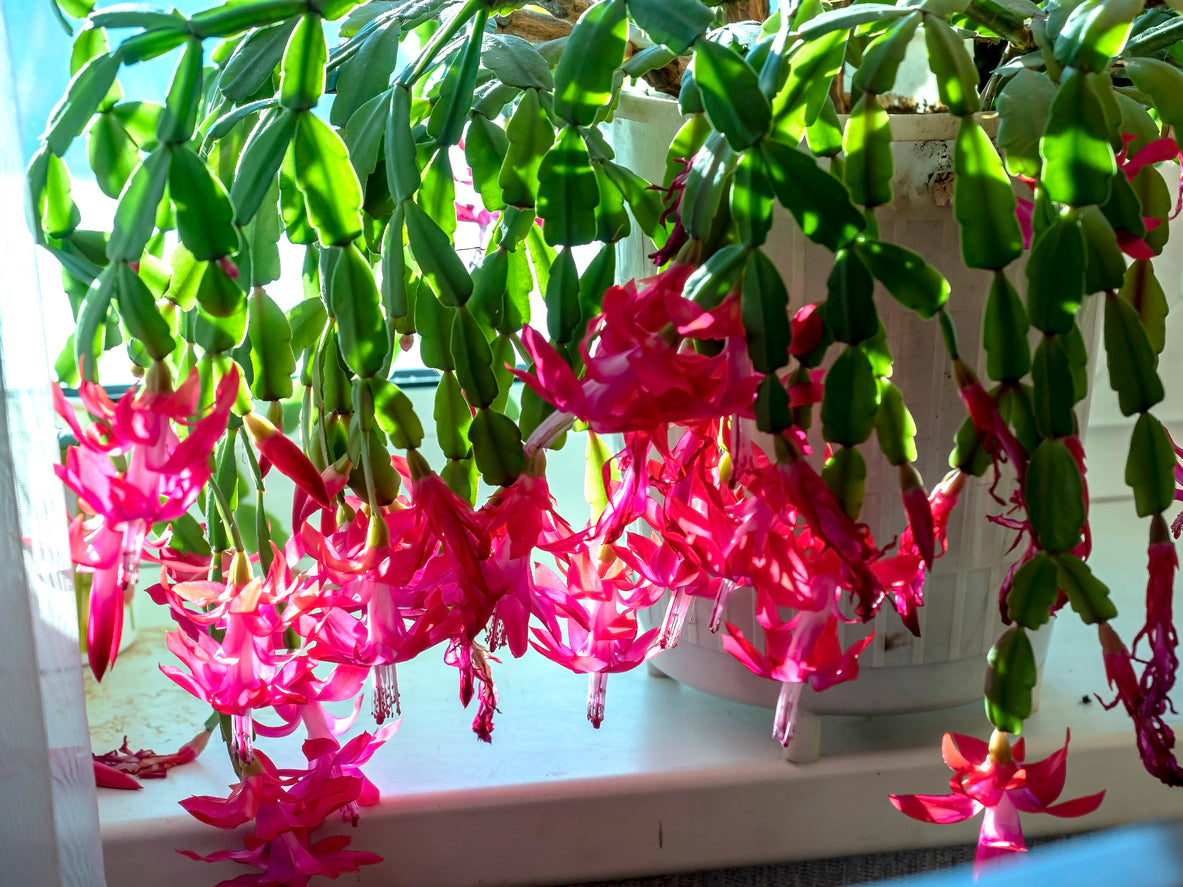 Cottage Farms Direct