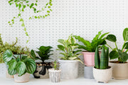 Deluxe Houseplant Club -  3 MONTHS PREPAY / Save 5%, Delivered Monthly, FREE SHIPPING!