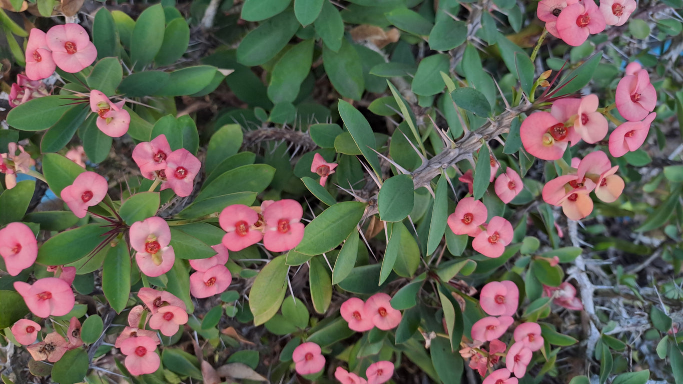 Pink Princess' Crown of Thorns - 5.5" Pot, SPRING PREORDER