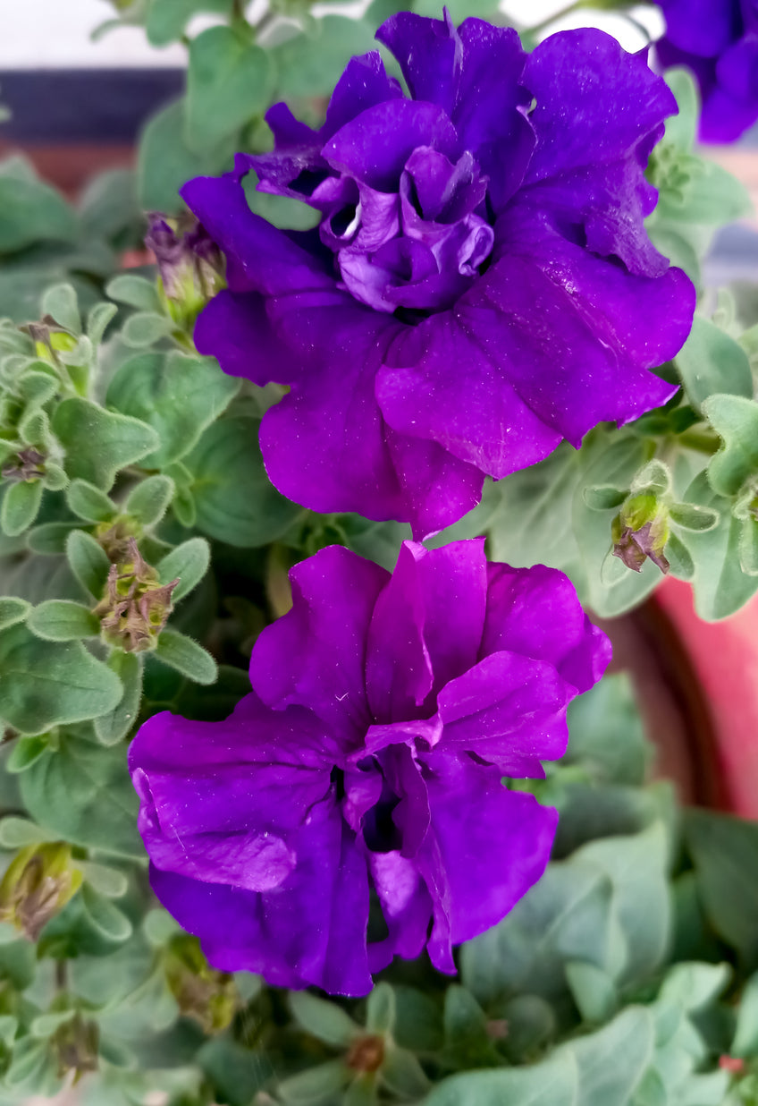 Petunia Easy Wave® 'Violet' - 3.25" Pot
