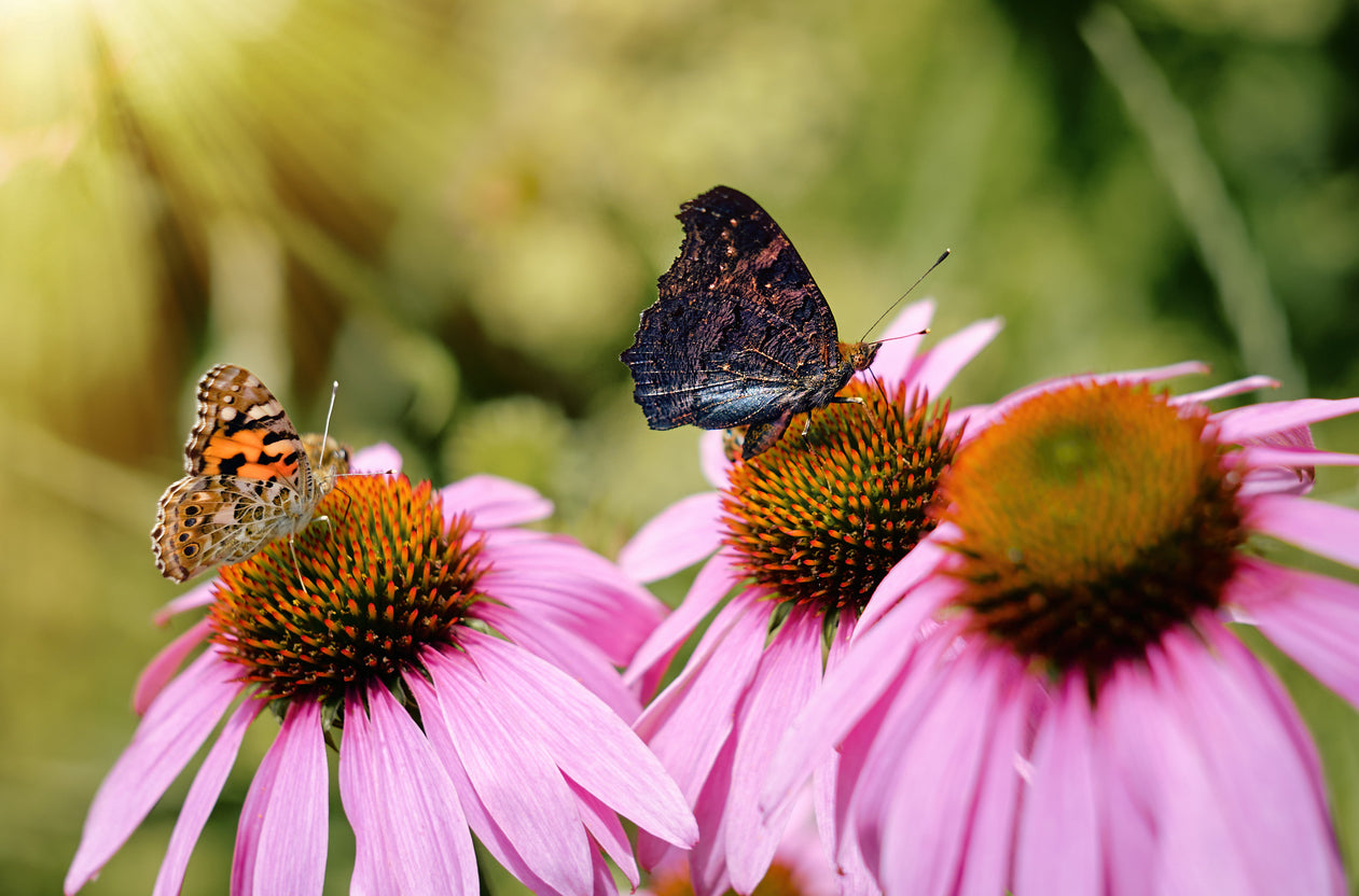 Echinacea Purple Coneflower - 3.25" Pot, SPRING PREORDER