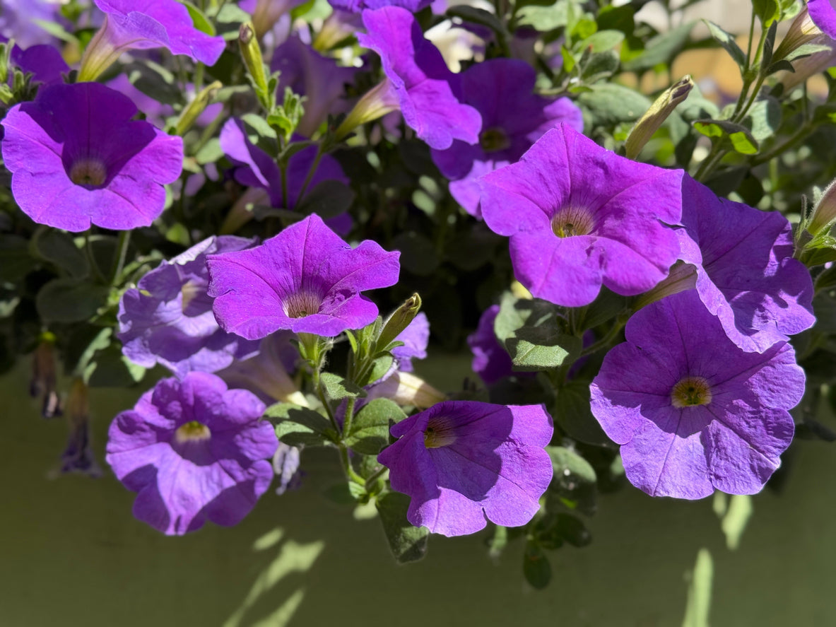 Petunia Easy Wave® 'Violet' - 3.25" Pot