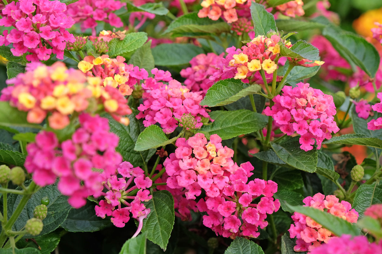 Lantana Rose Improved -4" Pot, SPRING PREORDER