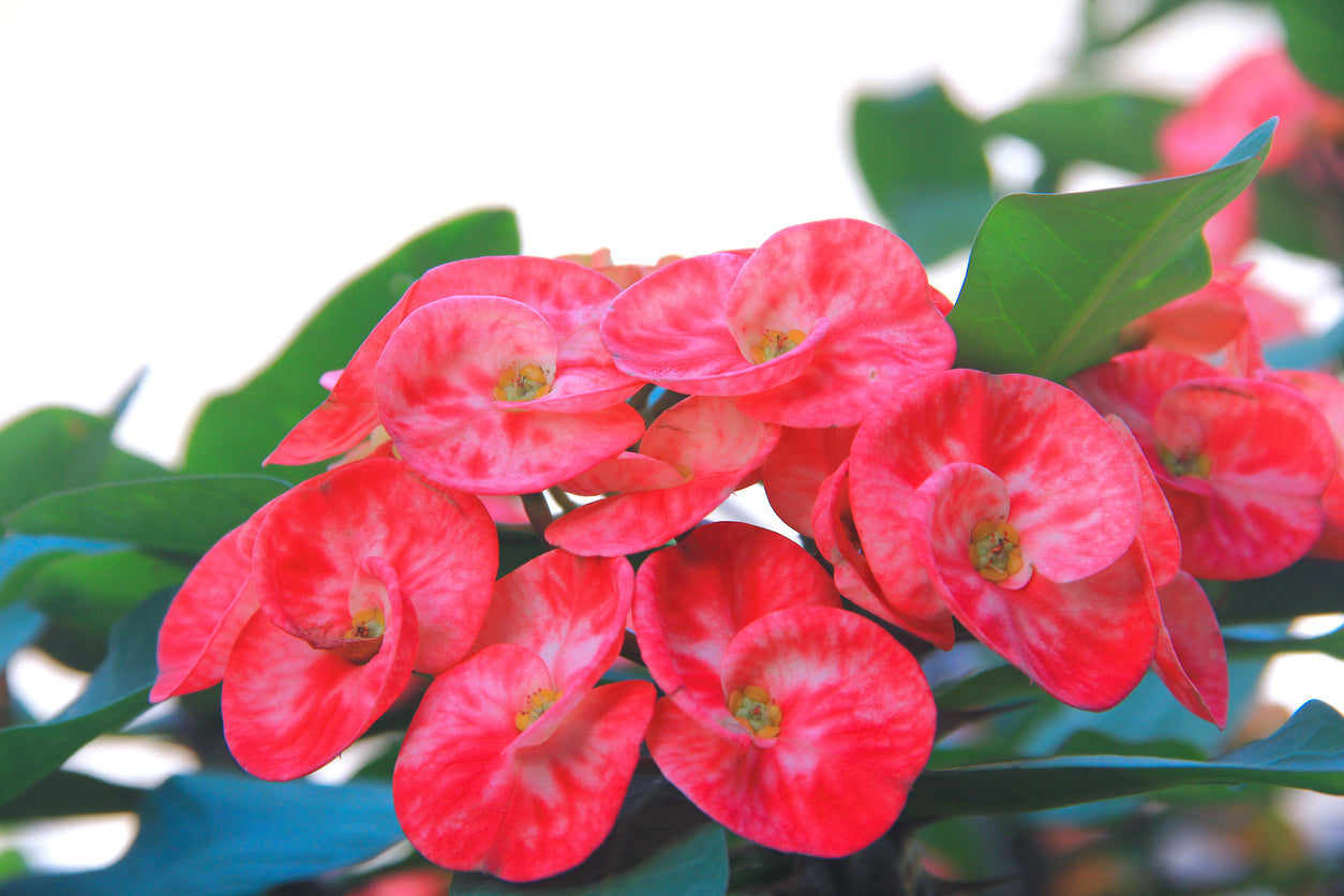 Red Sun' Crown of Thorns - 5.5" Pot, SPRING PREORDER