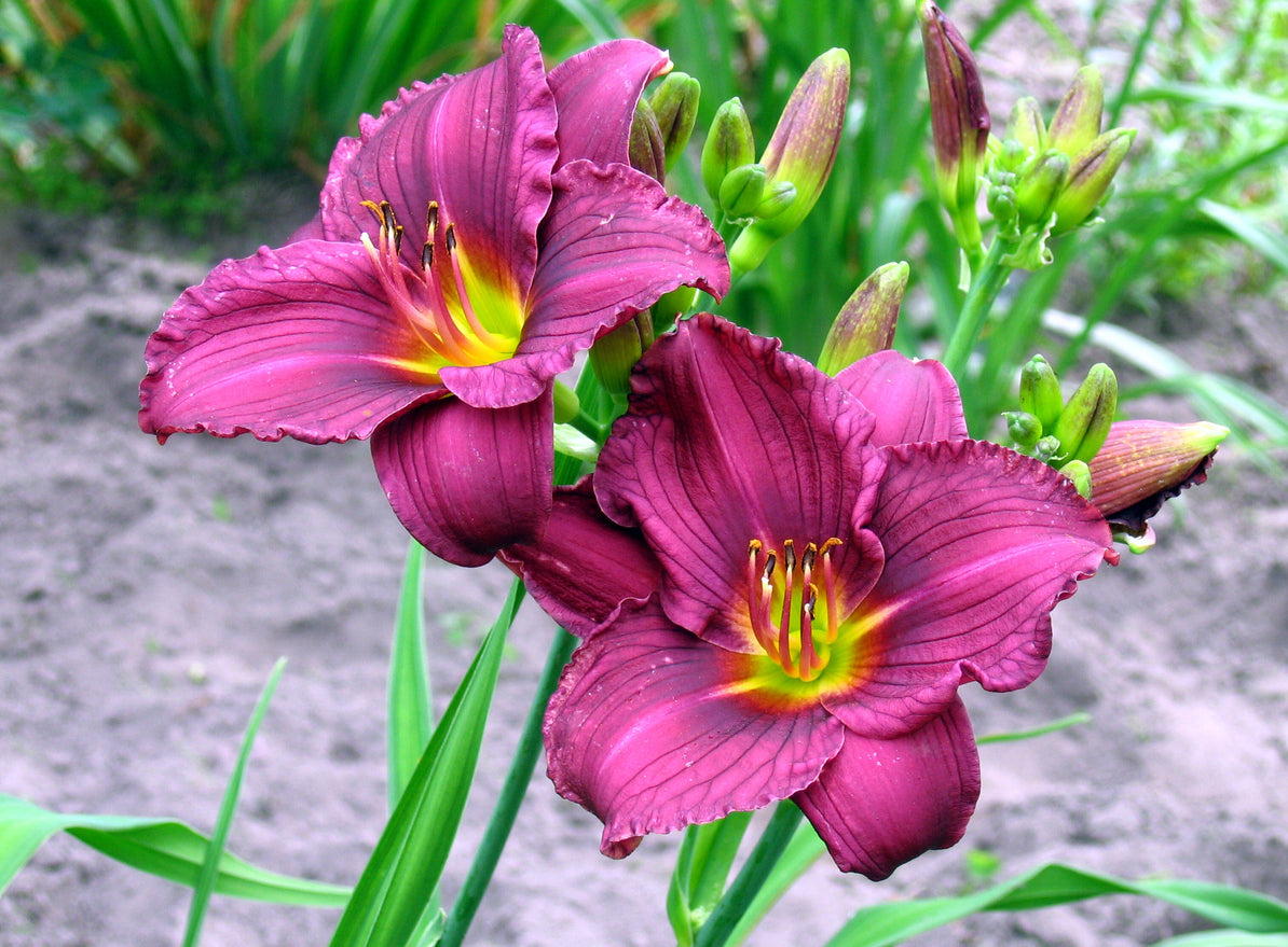 4 Piece Hemerocallis Little Grapette Daylily - Bare Root