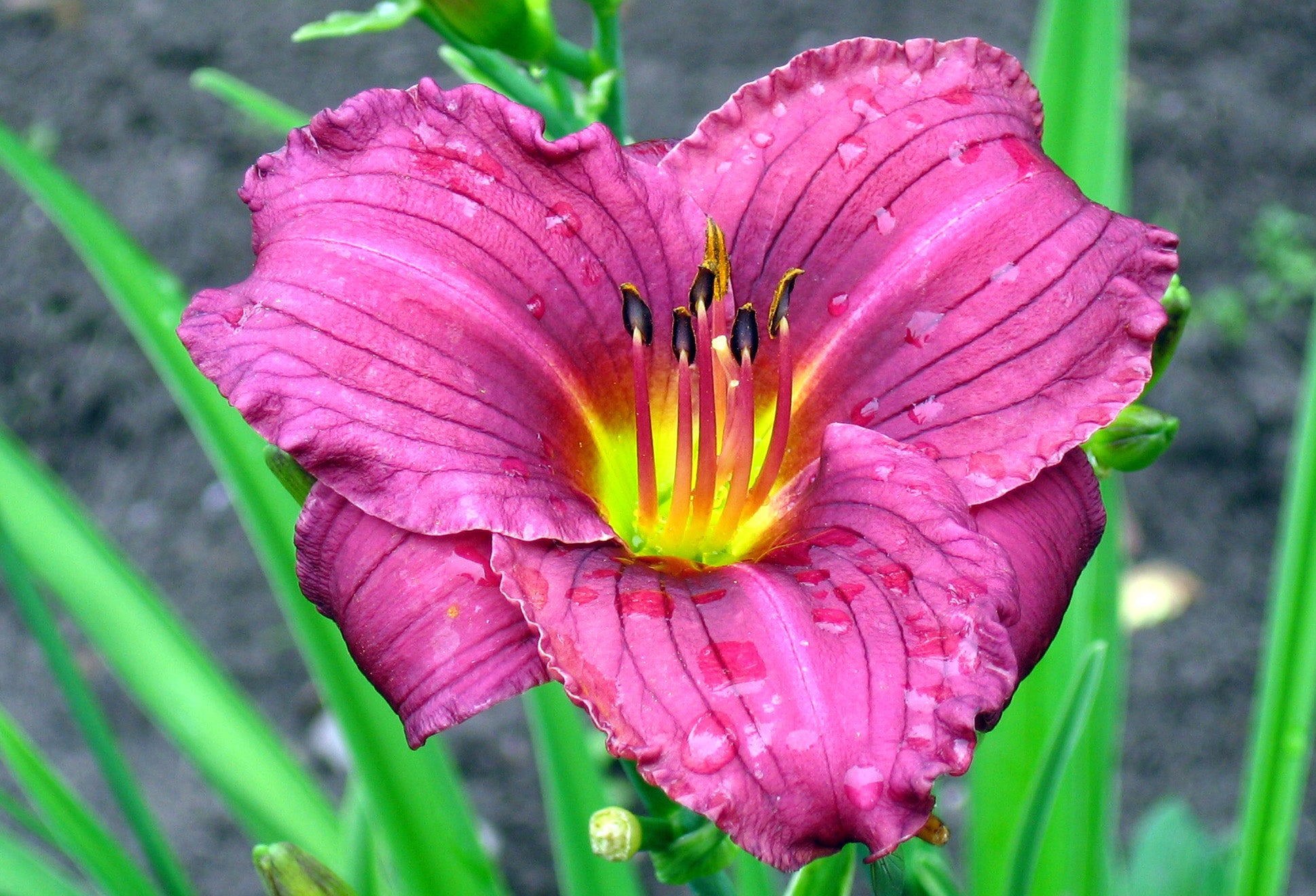 4 Piece Hemerocallis Little Grapette Daylily - Bare Root