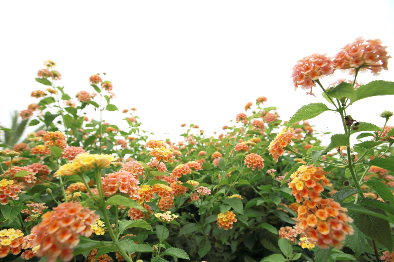 Lantana Peach - 4" Pot, SPRING PREORDER