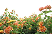 Lantana Peach - 4" Pot, SPRING PREORDER