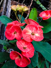 Century ' Crown of Thorns - 5.5" Pot, SPRING PREORDER