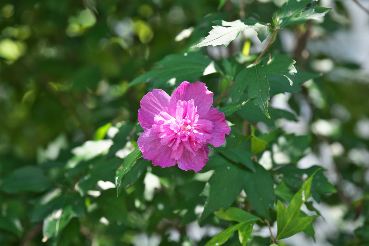 Hibiscus Rose of Sharon Raspberry Smoothie Shrub - 2G Pot