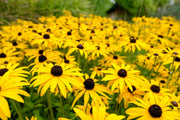 Rudbeckia 'Goldsturm' Black Eyed Susan (Daisy)  - Bare Root