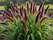Pennisetum glaucum  - 1 Gallon (Pick Up Sale)