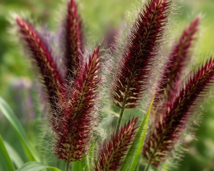 Pennisetum glaucum  - 1 Gallon (Pick Up Sale)