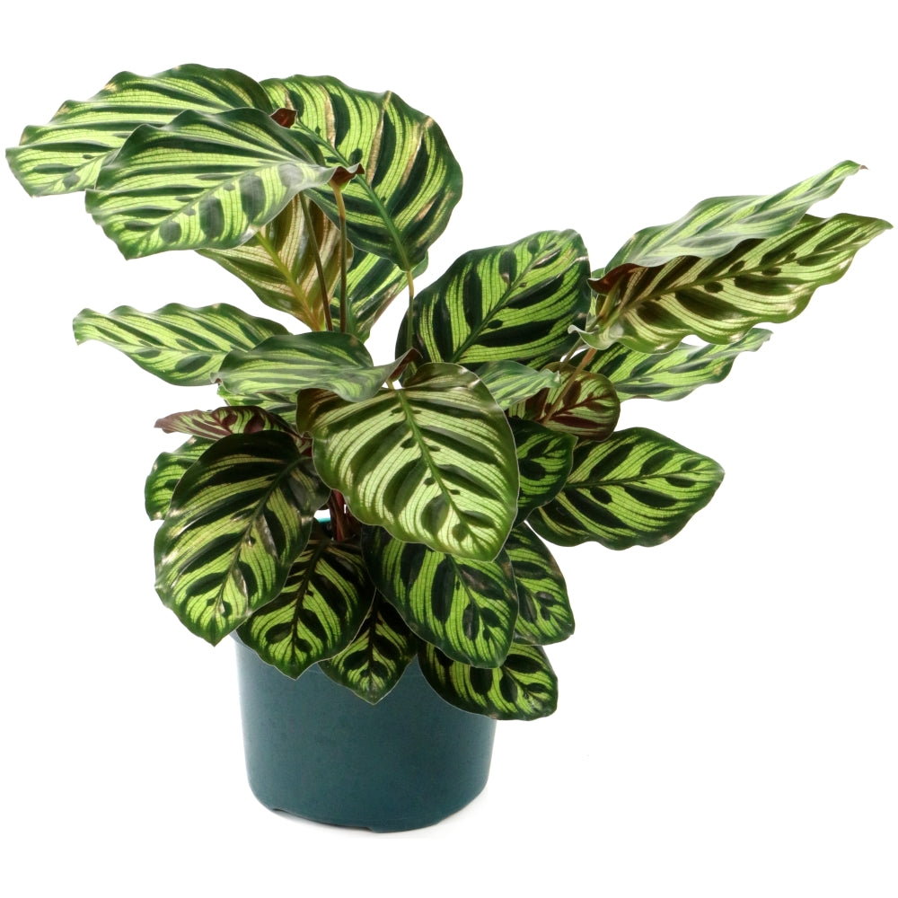Peacock Prayer Plant - 4" Pot
