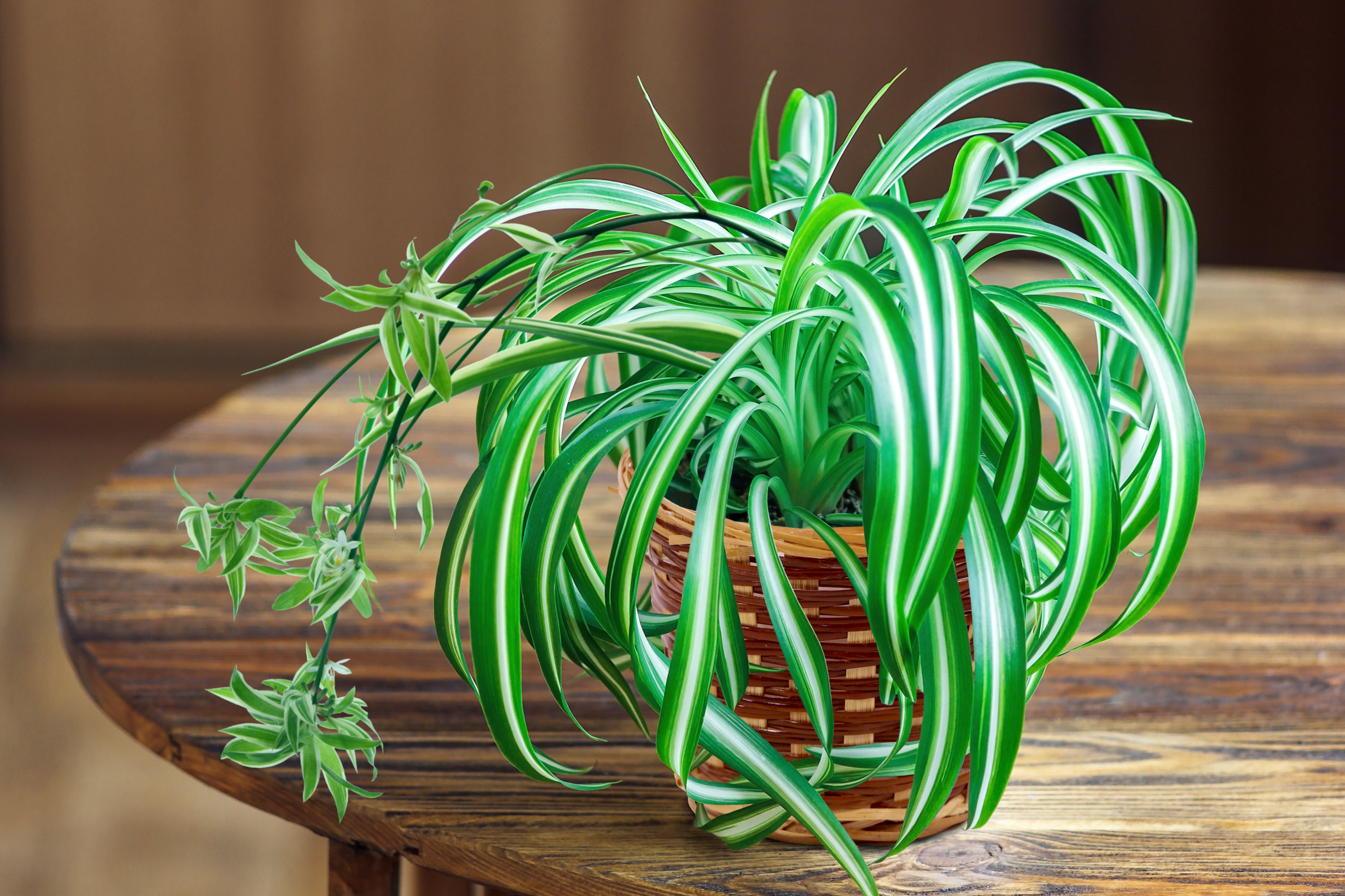 Ribbon (Spider) Plant - 10" Hanging Basket, THE BIG PLANT SALE