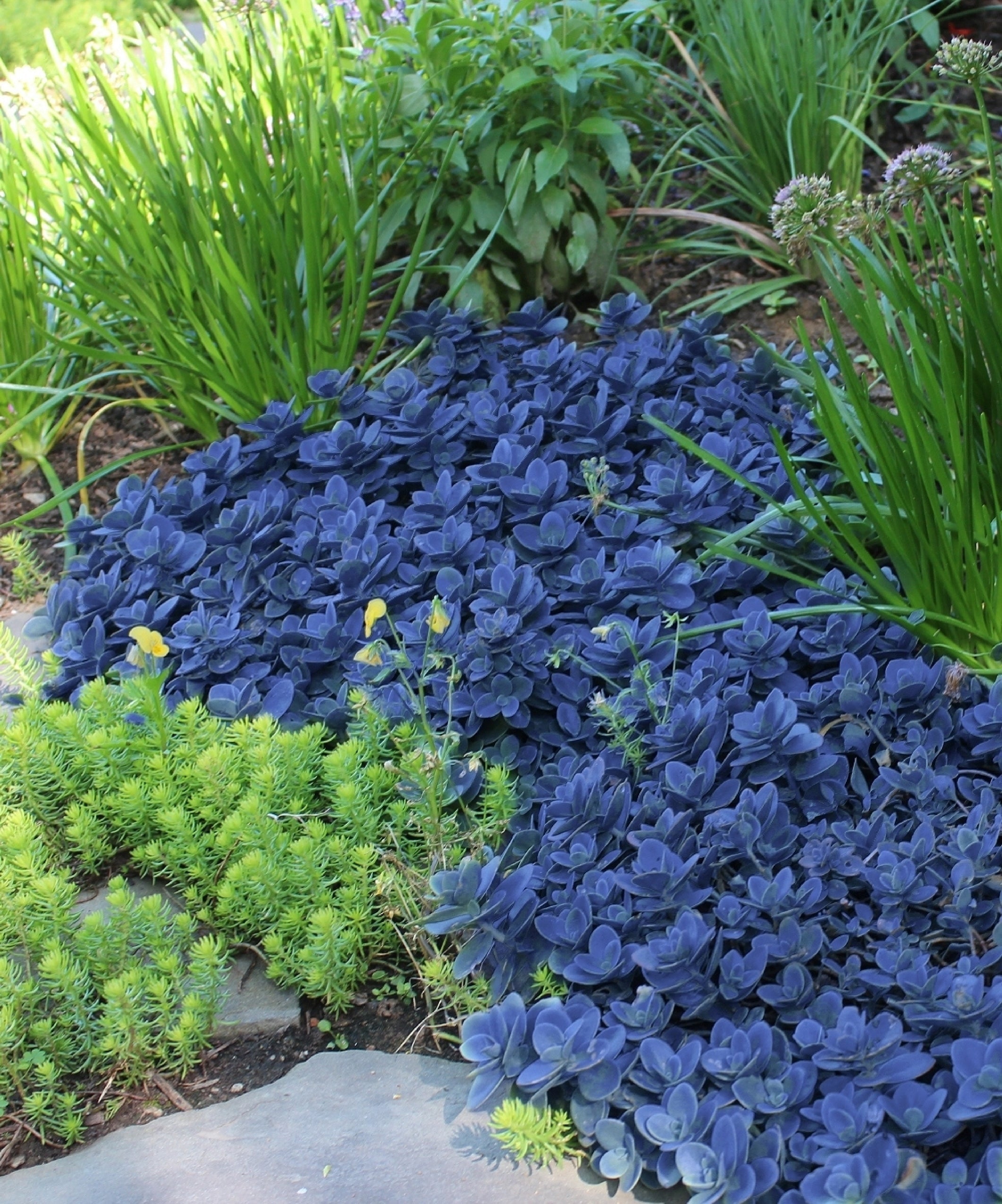 Blue Pearl Sunsparker® Sedum - 2.5" Pot