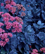 Blue Pearl Sunsparker® Sedum - 2.5" Pot