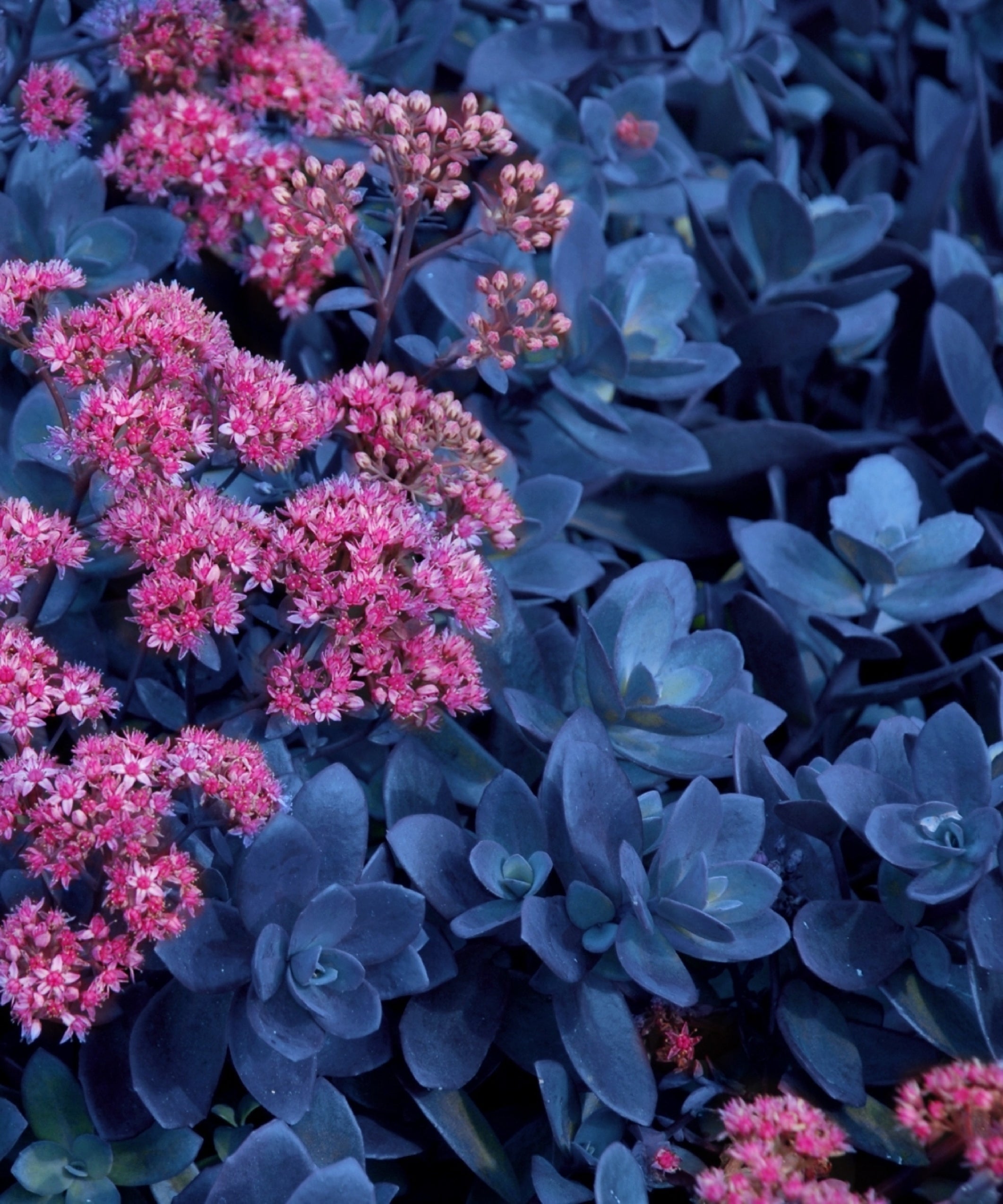 Blue Pearl Sunsparker® Sedum - 2.5" Pot