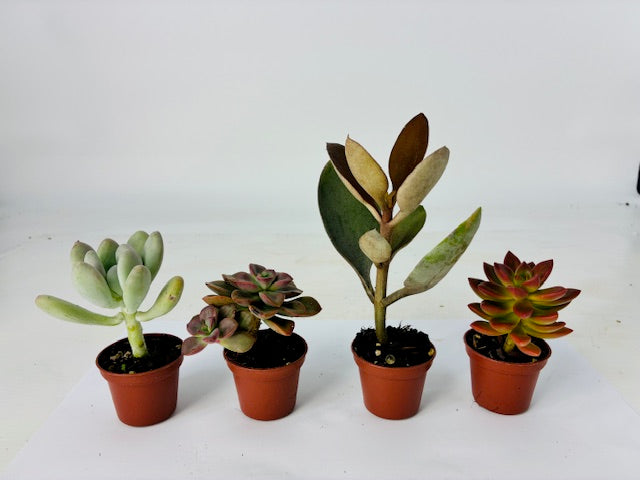 Cottage Farms Direct