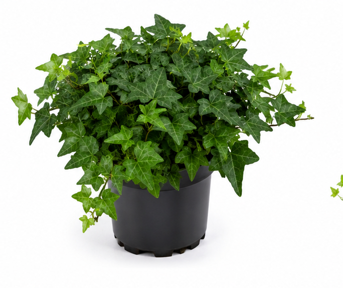 ivy house plants for sale Hedera helix ivy Thorndale, 4" Pot