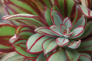 Echeveria nodulosa - 2.5"
